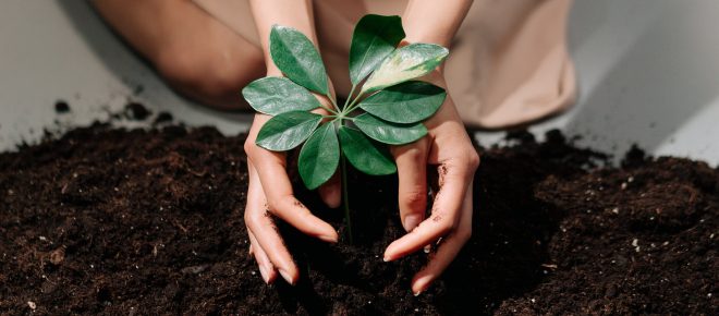 Qu&ecirc;nia decreta feriado para o plantio de bilh&otilde;es de &aacute;rvores nos pr&oacute;ximos 10 anos