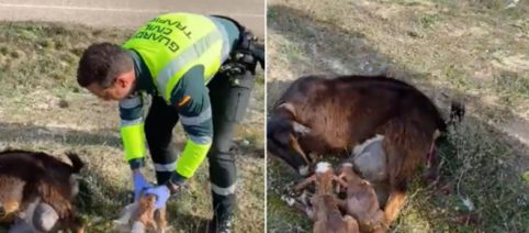 Agentes de la Guardia Civil ayudan a parir a una cabra en una vía de Valladolid (Vídeo)