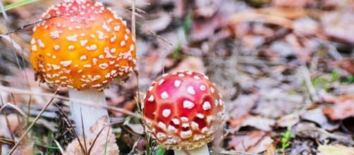 El exmarido de Erin Patterson ten&iacute;a previsto acudir a la comida en la que fallecieron tres personas (P&iacute;xabay)