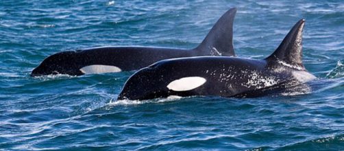 Las orcas golpearon la embarcaci&oacute;n durante unos 40 minutos (WikimediaCommons)