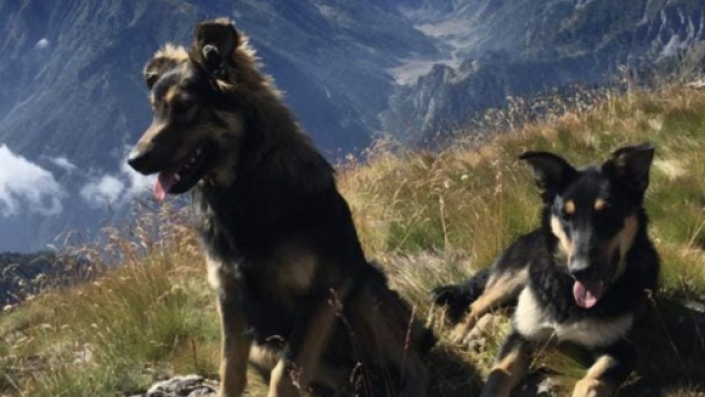 Argo e Fiamma, i cani del rifugio Lago Verde uccisi a fucilate.