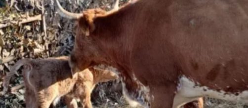 Los visitantes al nacimiento viviente podr&aacute;n ver al ternero (Facebook, Ayuntamiento de Almonte)