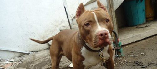 Tres de los cinco perros pitbulls fueron abatidos por los agentes policiales (Wikimedia Commons)