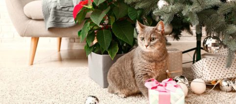 Les plantes qui décorent les intérieurs pour Noël sont toxiques pour les chiens et les chats
