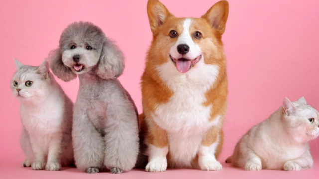 Une fausse rumeur circule sur une taxe pour les animaux domestiques. Screenshot @monvt.eu