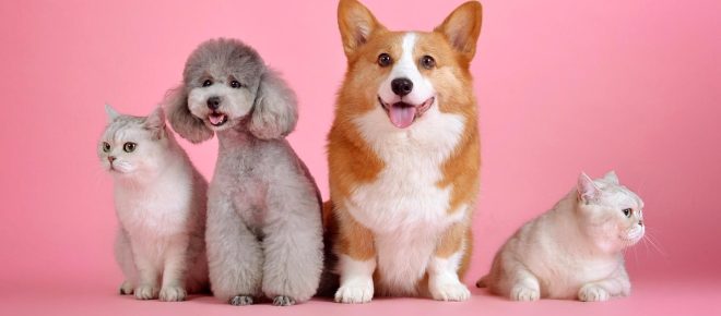 Fausses informations sur la taxe sur les animaux de compagnie