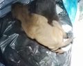 Rescatan a cinco cachorros de un contenedor de basura soterrado en Tarragona