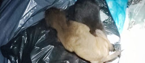 Los perros han sido trasladados a una protectora (X, @PoliciaCambrils)