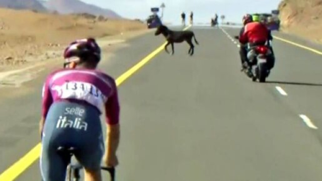 Ciclismo, i corridori si trovano davanti un asino al Saudi Tour.