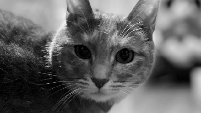 screenshot twitter @4cats_father