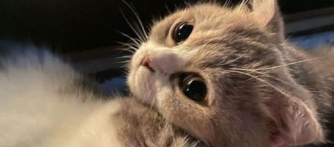 Si votre chat gratte à la porte ou à la fenêtre, ce n’est pas pour vous embêter