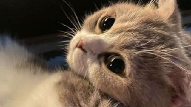 Les chats ont leurs habitudes, il est n&eacute;cessaire de les comprendre. (capture Twitter @cat_auras)