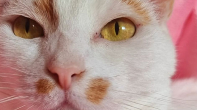 Les chats voient les humains comme leurs parents ( capture Facebook &copy;Plume Family)