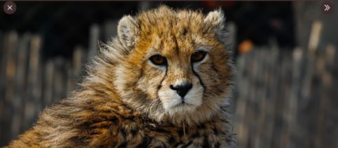 Le bébé guépard asiatique Pirouz est mort, les scientifiques inquiets quant à la survie de l'espèce