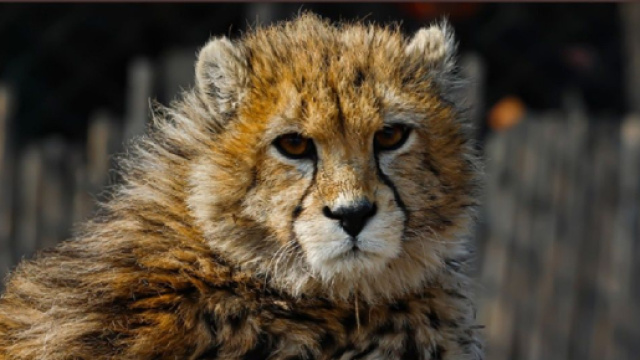 Pirouz, le b&eacute;b&eacute; gu&eacute;pard qui &eacute;tait une fiert&eacute; en Iran est mort (Screenshoot Twitter @CCF Cheetah)