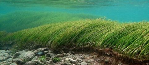 Prairies marines: la magie d’un écosystème invisible et méconnu, si important pour la vie en surface