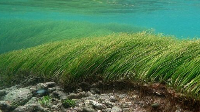 Un herbier marin sur l'&icirc;le de la R&eacute;union - wikimedia.org/Philippe Bourjon