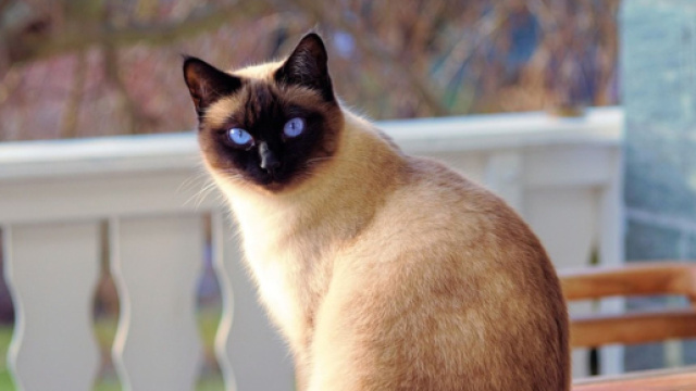 Il ne faut jamais prendre les angoisses &agrave; la l&eacute;g&egrave;re chez nos f&eacute;lins (capture Pixabay &copy;Pixabay)