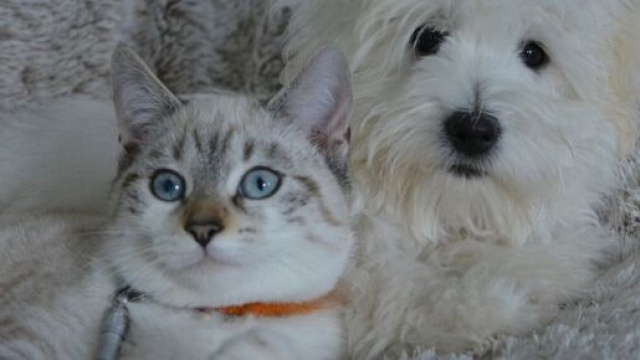 Parler &agrave; ses animaux de compagnie est bon pour le moral (capture Pixabay &copy;Pixabay)