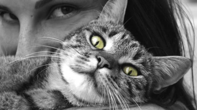 Votre chat est heureux en votre pr&eacute;sence et il vous le fait savoir (capture Pixabay &copy;Pixabay)