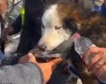 Tremblement de terre en Turquie : un chien est sorti vivant