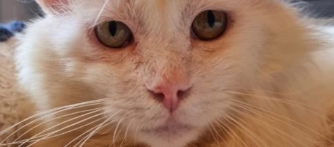 Chat FIV: Des amours qu'on peut adopter sans craintes