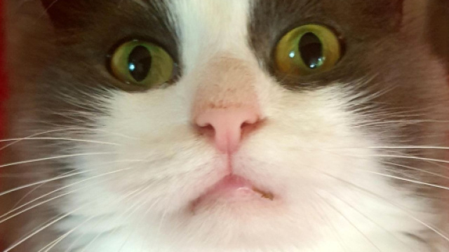 Chat: S'il miaule c'est qu'il y a une raison ( Capture Facebook @Plume Family)