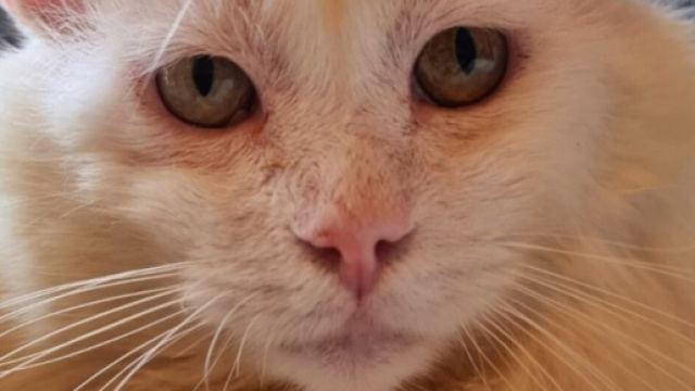 Chats FIV, des amours de f&eacute;lins &agrave; adopter sans crainte ( capture Facebook &copy;Plume Family)