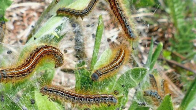 Chenilles processionnaires, ces insectes &agrave; ne pas prendre &agrave; la l&eacute;g&egrave;re (Capture Pixabay &copy;Pixabay)