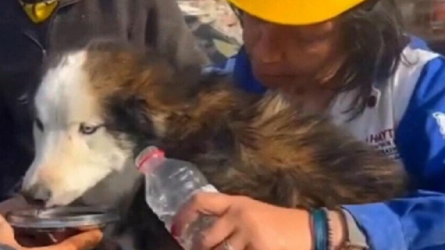 Le chien sorti des d&eacute;combres en Turquie (Screenshoot Twitter @Le Parisien)