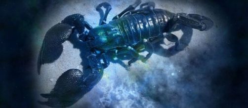 Escorpi&atilde;o possui capacidade empreendedora e habilidade de reorganizar e gerir recursos financeiros (Reprodu&ccedil;&atilde;o/Pixabay)