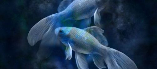 Pessoas de Peixes s&atilde;o extremamente adapt&aacute;veis e capazes de se renovar quando necess&aacute;rio (Reprodu&ccedil;&atilde;o/Pixabay)