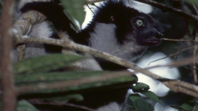 Les indris indris sont des l&eacute;muriens musiciens (wikimedia.org/ @Bernard Dupont)