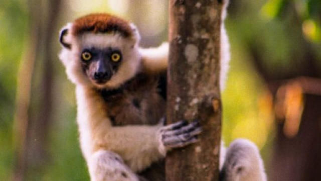 Les sifaka de Verreaux &eacute;mettent des sons clairs suivant le type de pr&eacute;dateur (wikimedia.org / @Ron Knight)