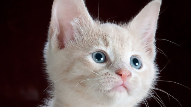 Les chats sont dot&eacute;s d'une personnalit&eacute; eux-aussi, il faut donc &eacute;viter de les d&eacute;ranger pour rien. ( capture Pixabay &copy;Pixabay )