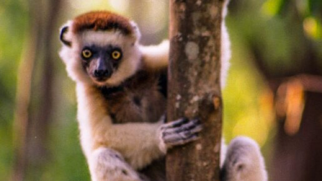 Entre autres esp&egrave;ces frugivores, le propith&egrave;que de Verreaux fait refleurir les for&ecirc;ts et rend la plan&egrave;te respirable (wikimedia.org /@ Ron Knight)