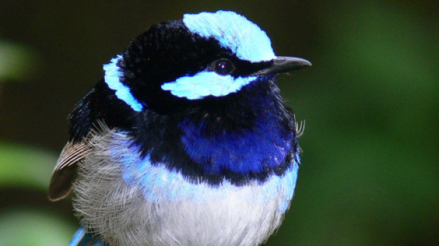 Les m&eacute;rions superbes se portent assistance mais le degr&eacute; de parent&egrave;le est d&eacute;terminant (wikimedia.org @Benjamint444)