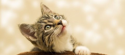 Caresser son chat est bénéfique pour lui comme pour son propriétaire