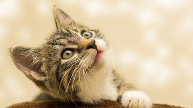 Caresser son chat permet de tisser un lien affectif plus profond avec lui (Source: Pixabay)