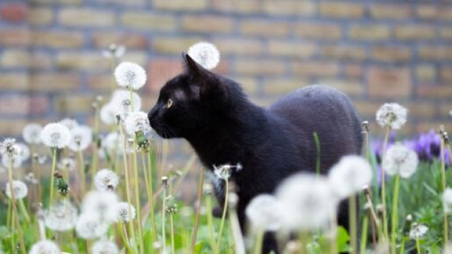 L'arriv&eacute;e du printemps est souvent synonyme de puces chez les chats ( capture Pixabay &copy;Eszter Miller)