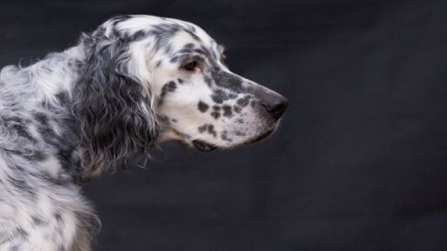 Image d'un setter anglais comme celui recrut&eacute; par l'Institut Curie pour d&eacute;tendre les patients, eni_bilderschnipsel@Pixabay