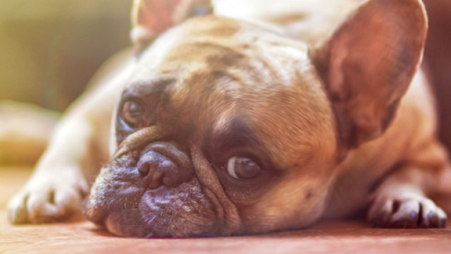 Les probl&egrave;mes r&eacute;naux chez le chien sont une maladie &agrave; ne pas prendre &agrave; la l&eacute;g&egrave;re (Capture Pixabay &copy;Pixabay)