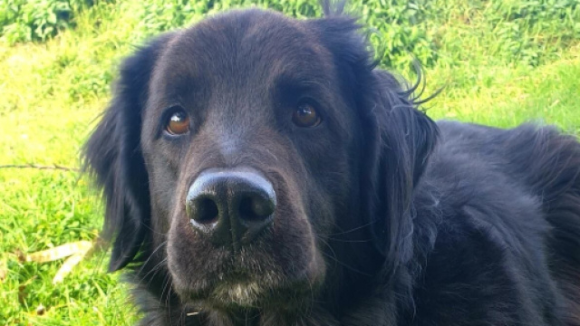 L'intelligence de votre animal pourrait bien vous sauver la vie ( capture Facebook &copy;Plume Family)