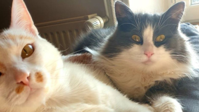 R&eacute;glez les b&ecirc;tises de votre chat avant que cela ne prenne trop d'ampleur ( capture Facebook &copy;Plume Family)