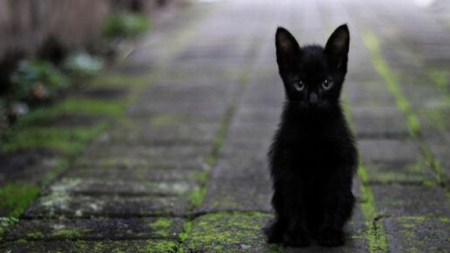 Am&eacute;liorer les chances de retrouver son chat perdu ( capture Pixabay &copy;Pixabay)