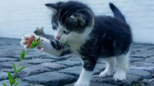 Les fleurs et les plantes peuvent constituer un danger pour nos animaux domestiques ( capture Pixabay &copy;Pixabay)