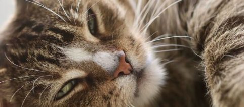 Chat: Ils ont des moustaches à l'arrière de leurs pattes avant