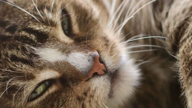 Chat : Ces moustaches &agrave; l'arri&egrave;re des pattes qui leur sont tr&egrave;s utiles ( capture Pixabay &copy;Pixabay)