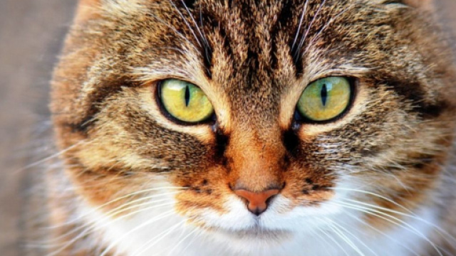 Les chats : ces compagnons myst&eacute;rieux et fascinants ( capture Pixabay &copy;Pixabay )