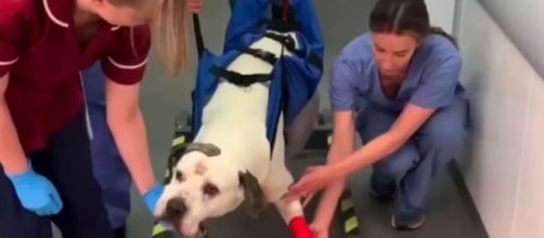 Caesar fue atropellado por un cami&oacute;n despu&eacute;s que otro perro lo asustara (Instagram, willowsvets)